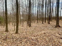 Wooded area