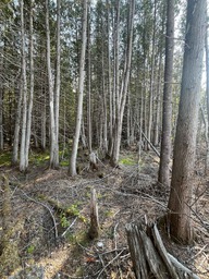 Terre à bois