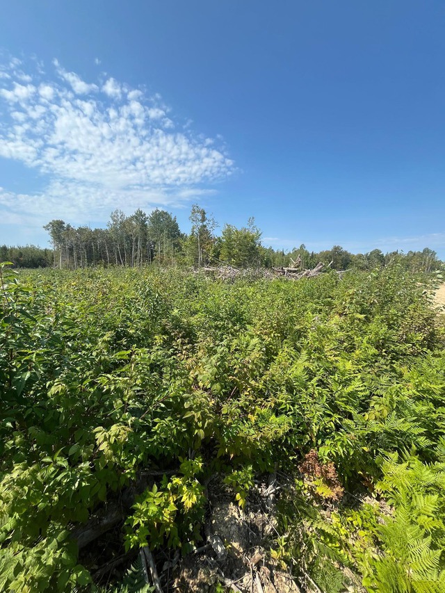 Terre à bois